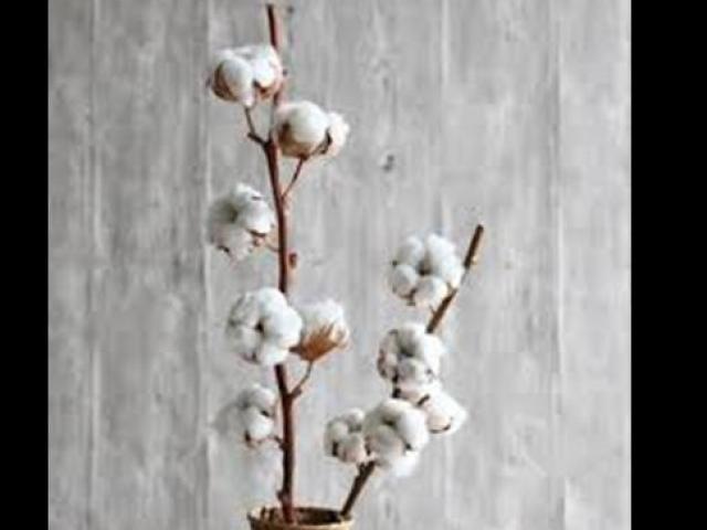 Thị trường - Tiêu dùng - Nhập thứ cỏ dại từ nước ngoài về Việt Nam mà bán đắt như tôm tươi