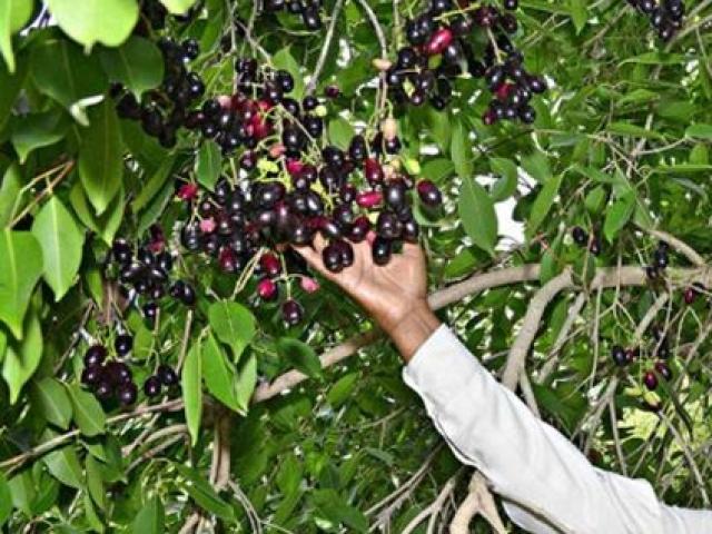 Thị trường - Tiêu dùng - Trồng quả mọc hoang không ai để ý, người đàn ông "đút túi" hơn 300 triệu