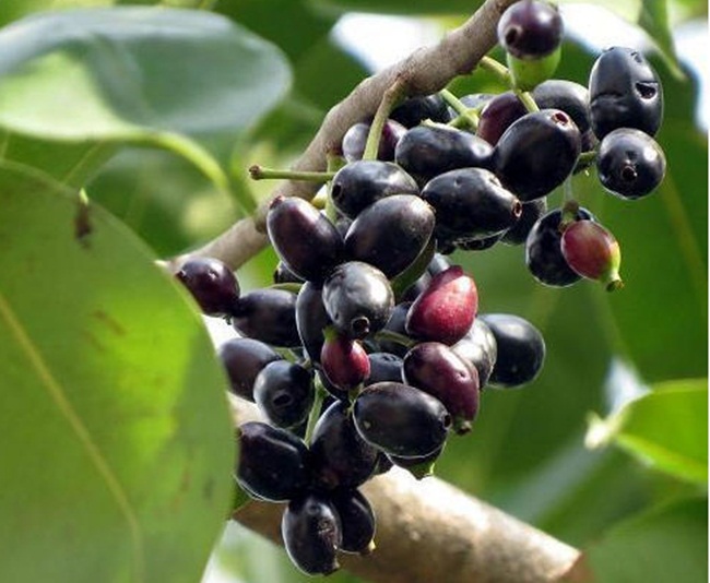 Jamun là loại quả có màu đen, mọc thành chùm. Người ta còn gọi là mận đen, ở Việt Nam tên gọi quen thuộc là quả trâm. 