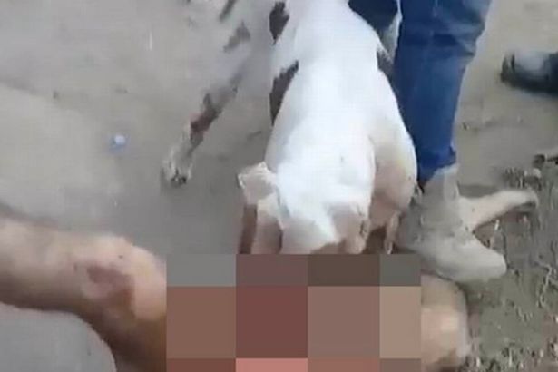 Người đàn ông bị tra tấn bằng cho pitbull.