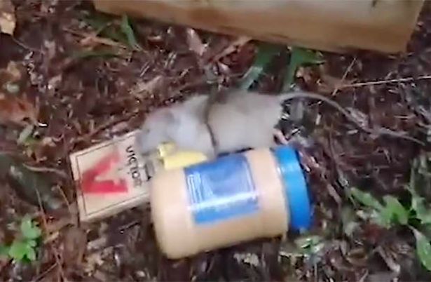 Con chuột mới sập bẫy ở trong khu bảo tồn ở New Zealand.