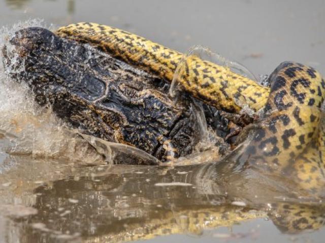 Thế giới - Trăn Nam Mỹ khổng lồ dài 9m siết chặt, bẻ chân cá sấu và diễn biến kịch tính vào phút chót