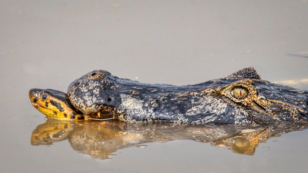 Con cá sấu "phản đòn"