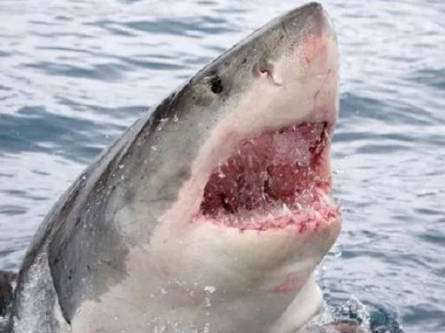 Thế giới - Lý do gây sốc khiến sát thủ đại dương không ngừng tấn công người