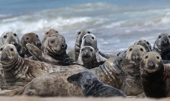 Hải cẩu là con mồi ưa thích của cá mập trắng.