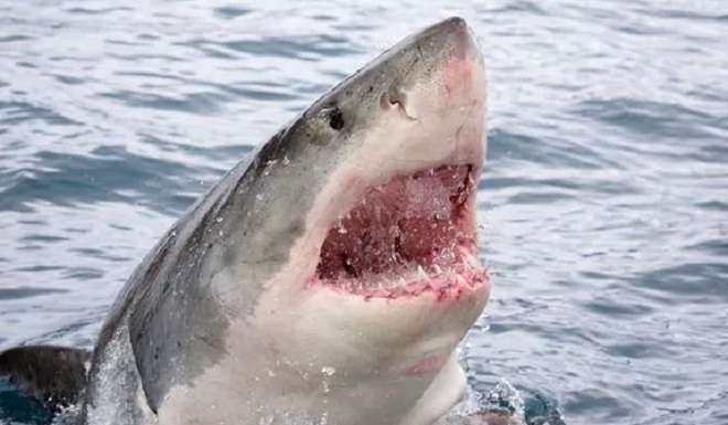 Cá mập trắng lớn có hàm răng cực kỳ sắc nhọn.