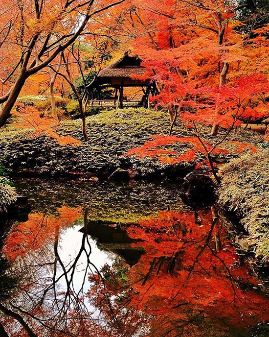 Cattour ra mắt chùm tour mùa thu trên xứ sở mặt trời - 1