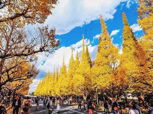 Cattour ra mắt chùm tour mùa thu trên xứ sở mặt trời - 4