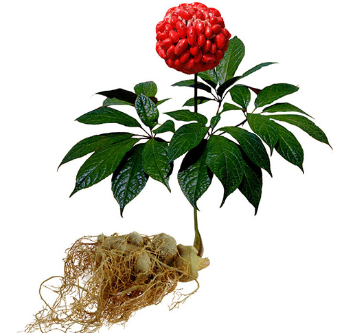 Tam thất - sâm quý cho người mất ngủ kinh niên, ngủ không sâu giấc