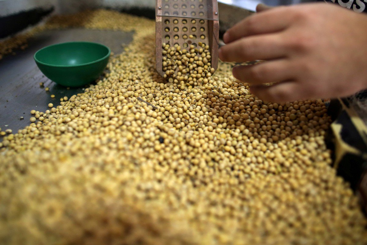 Trung Quốc chấp nhận đậu tương đã qua sơ chế từ Argentina dù trước đây chỉ muốn nhập khẩu đậu tương sống.