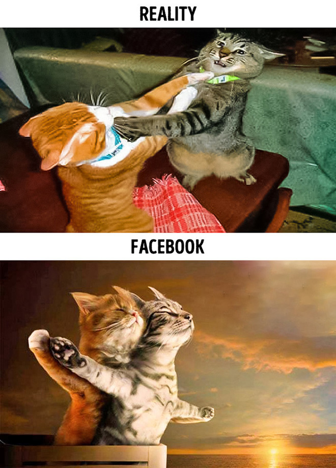 "Titanic phiên bản mèo" xuất hiện trên mạng và thực tế.