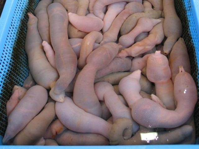 Thị trường - Tiêu dùng - Loài nghe tên đã "đỏ mặt", chạm vào là nở ra, giá 200.000 đồng/kg