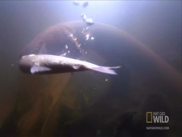 Thế giới - Lươn điện mạnh nhất thế giới với cú phóng 860V, khiến đối phương chết không kịp ngáp