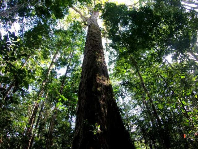 Cây cao nhất trong rừng Amazon cao thêm 50% một cách bí ẩn