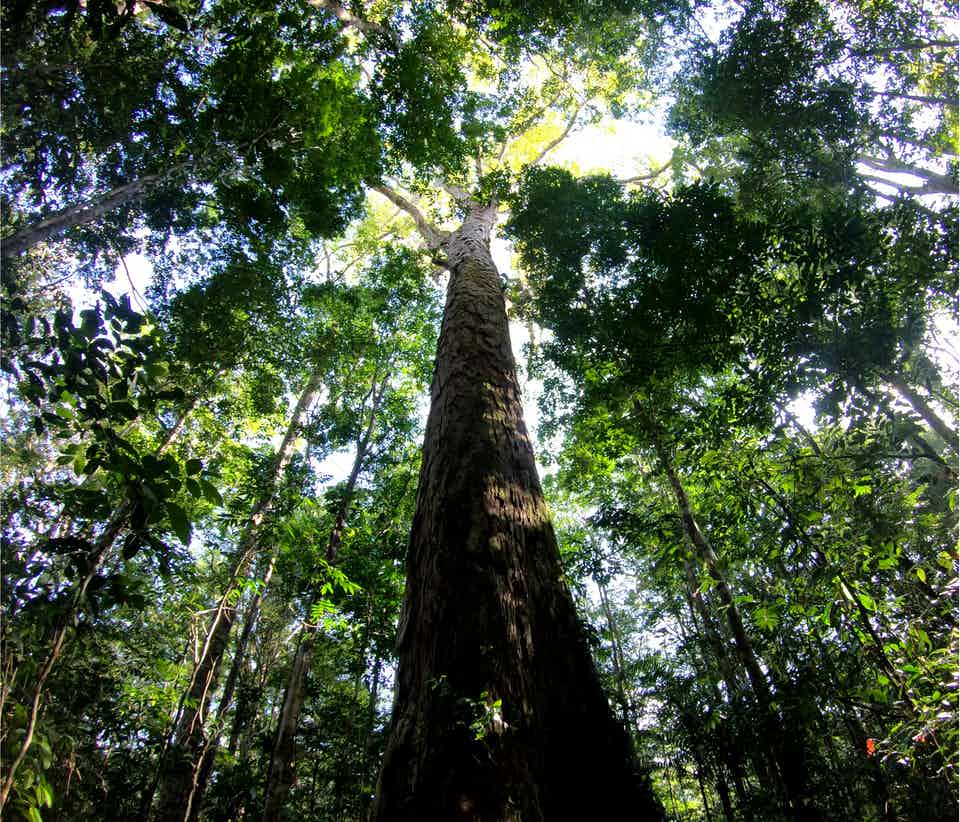 Những cây cao nhất trong rừng Amazon phát triển tới 88 mét.