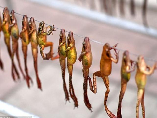 Thị trường - Tiêu dùng - "Mỏ vàng" trong bụng ếch không ai đoái hoài, hóa ra giá 1,5 triệu chưa đến 1 lạng