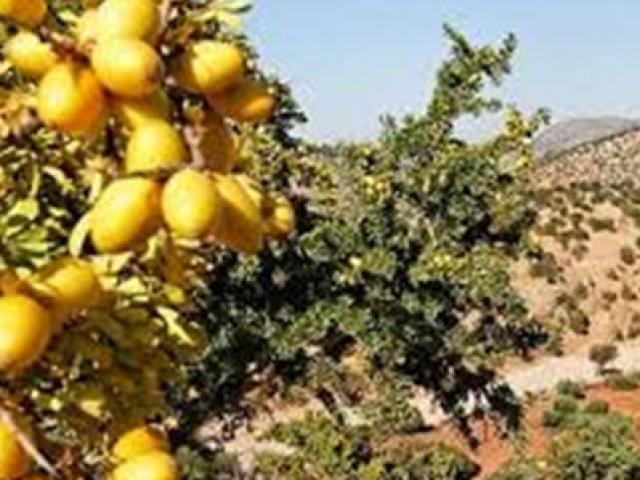 Kinh doanh - Cách tạo ra “vàng lỏng” nhờ những con dê trèo cây