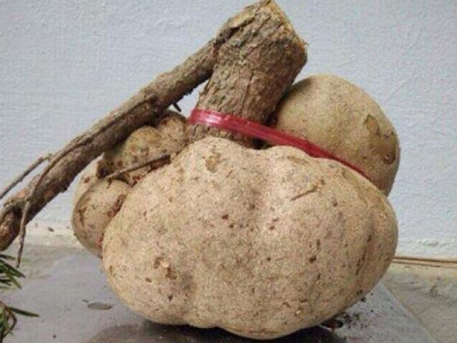 Thị trường - Tiêu dùng - Việt Nam có một loài nấm đắt hơn “vàng ròng”, có tiền chưa chắc đã mua được