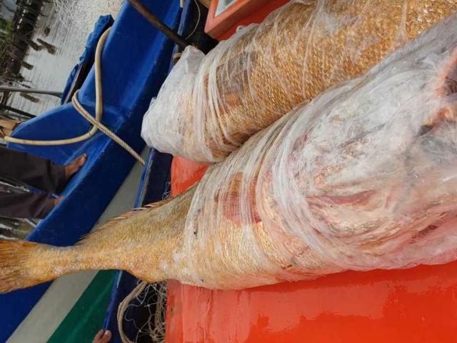 Ngư dân Cà Mau bắt được cặp cá toàn thân vàng óng, nặng 70kg