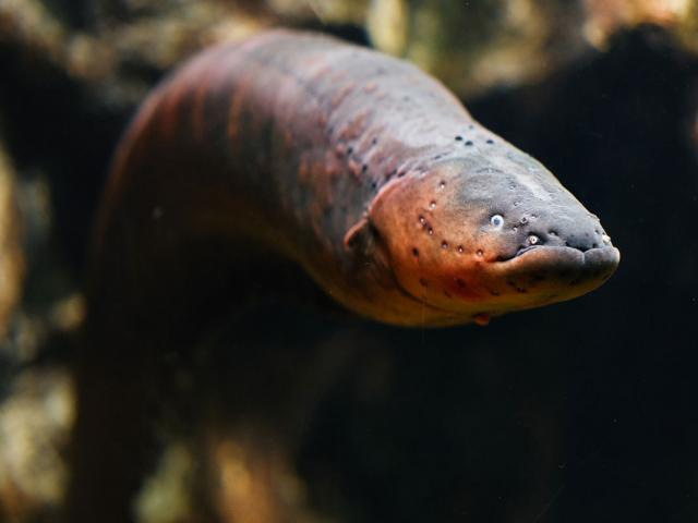 Media - Phát hiện "sát thủ" mới trên sông Amazon có thể phóng ra dòng điện gần 1.000 volt