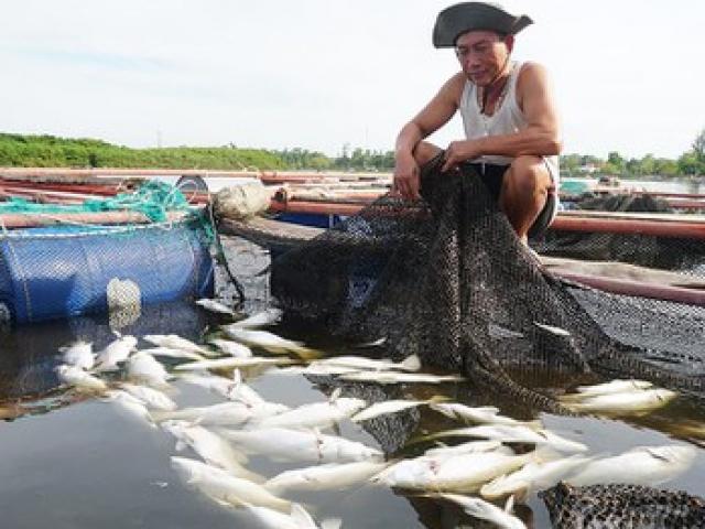 Nguyên nhân không thể ngờ khiến gần 100 tấn cá ở Hà Tĩnh chết trắng