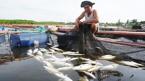 &nbsp;Gần 100 tấn cá chết nguyên nhân ban đầu được xác định là do xác bèo tây phân hủy.