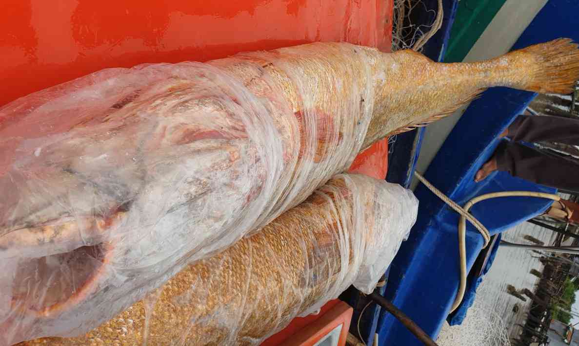 Cặp cá sủ vàng đang được ngư phủ rao bán