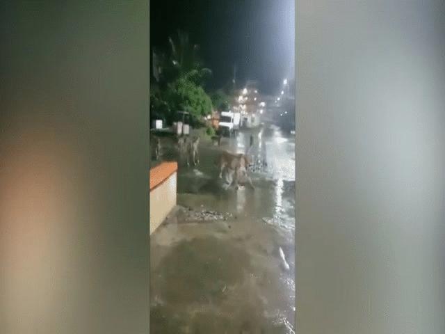 Thế giới - Ấn Độ: Choáng cảnh 7 con sư tử tràn ra đường phố vào ban đêm