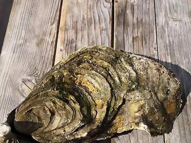 Thị trường - Tiêu dùng - Bắt được con tăng "bản lĩnh" đàn ông,  dù khách trả 800 triệu cũng không bán