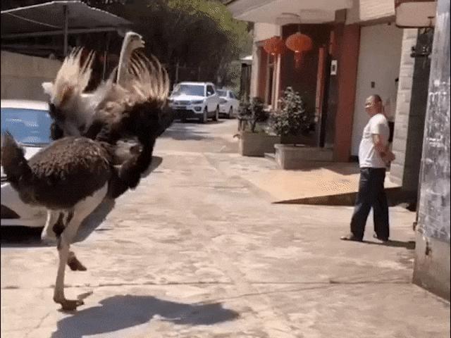 Video Clip Cười - Muốn "thịt" anh không dễ như vậy đâu nha