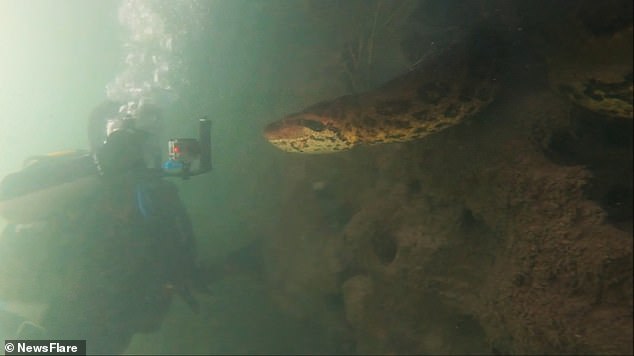 Khoảnh khắc thợ lặn đối mặt với con vật khổng lồ