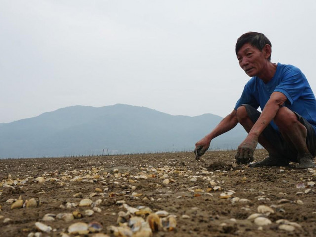 Thị trường - Tiêu dùng - Người dân lao đao vì 80 héc ta ngao chết trắng bãi
