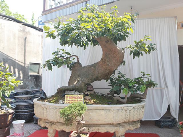 Thị trường - Tiêu dùng - “Cụ” mai vàng Yên Tử, chết đi sống lại giá tiền tỷ