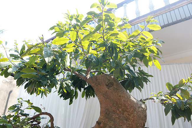 Hiện cây đã đạt yếu tổ cổ - kỳ, khoảng 2 năm nữa cây sẽ đạt yếu tố mỹ. Một cây bonsai thường phải hội tụ đủ 3 yếu tố đó.