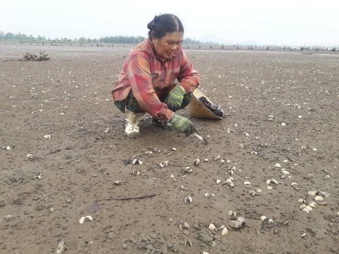 Hơn 80 ha nuôi ngao của người dân thôn Mai Lâm trắng tay sau đợt mưa lũ vừa qua.