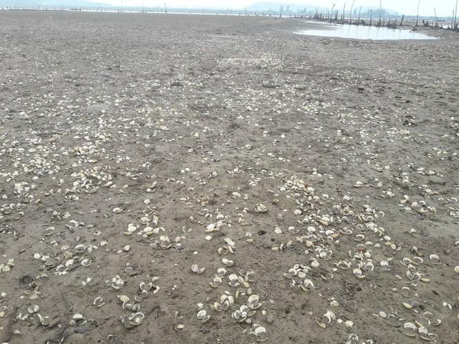 Vỏ ngao chết trắng đồng.