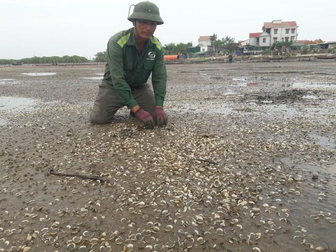 Hơn&nbsp;80 ha ngao nuôi và thương phẩm bị chết, thiệt hại ước khoảng 40 tỷ đồng.