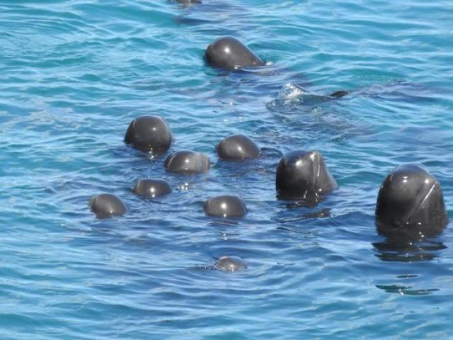 Nhật Bản: Gia đình cá heo “an ủi” lẫn nhau trước khi bị thảm sát hàng loạt