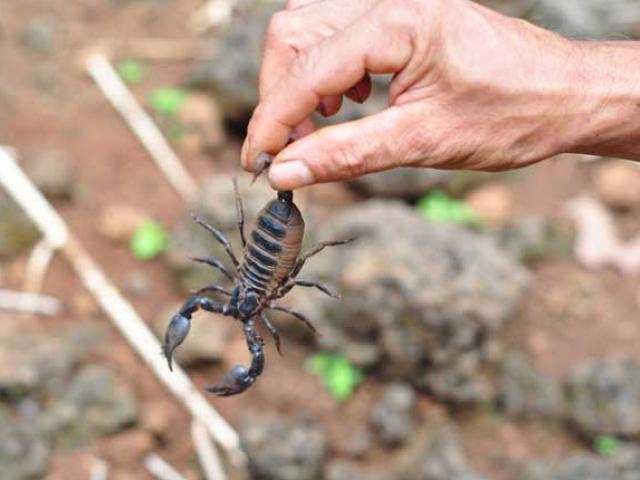 Loại dung dịch chết người không ngờ đắt ngang kim cương, có tiền khó mua được