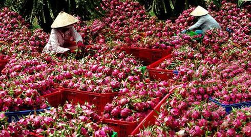 Thanh Long là 1 trong những mặt hàng xuất khẩu có thế mạnh nhất của Việt Nam thì hiện cũng đã được Trung Quốc trồng... (Ảnh minh họa)