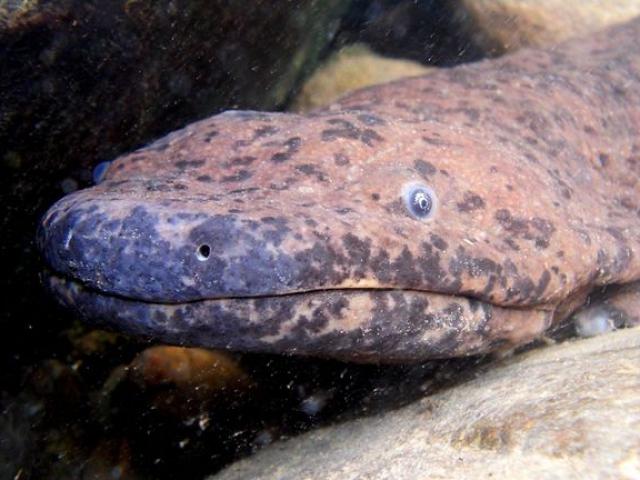 Thế giới - Đây mới thực sự là loài lưỡng cư khổng lồ nhất thế giới