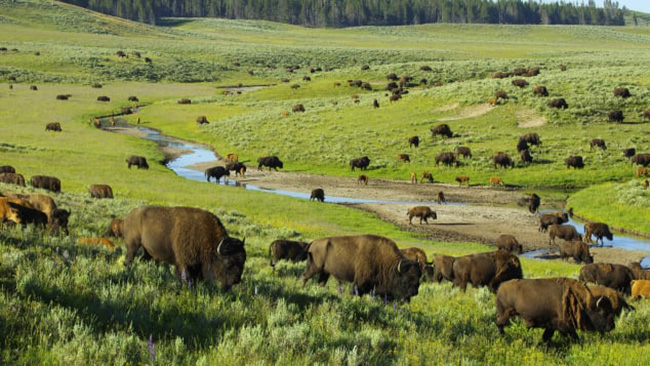2. Công viên quốc gia Yellowstone, Hoa Kỳ

Những hồ nước xanh thẳm, bao quanh bởi dải đất nâu vàng đặc trưng, thác nước rền vang và những mạch nước ngầm phụt thẳng lên là hình ảnh đặc trưng của Yellowstone. Được nhìn tận mắt gấu xám hay nai sừng tấm trong môi trường sống tự nhiên cũng là trải nghiệm không thể bỏ qua.
