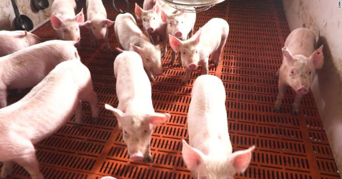 Trung Quốc xuất 10.000 tấn thịt lợn từ nguồn dự trữ quốc gia