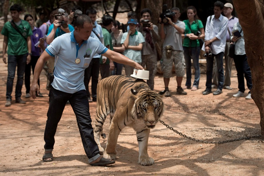 Chùa Hổ từng nuôi gần 150 con hổ.