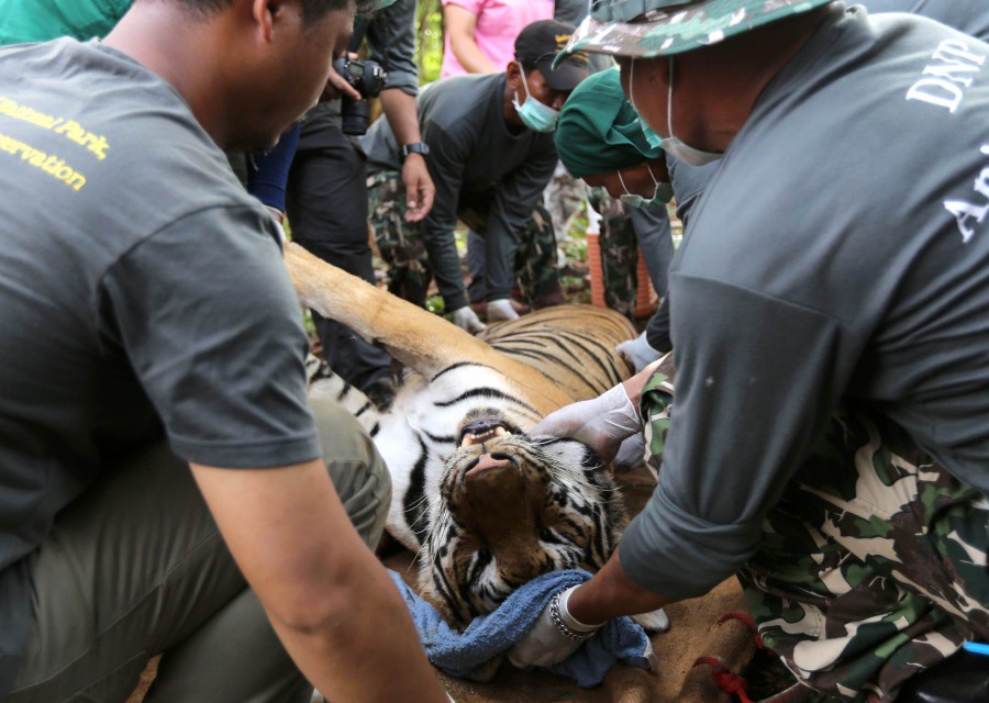 Hổ bị gây mê và đem đi khỏi chùa.