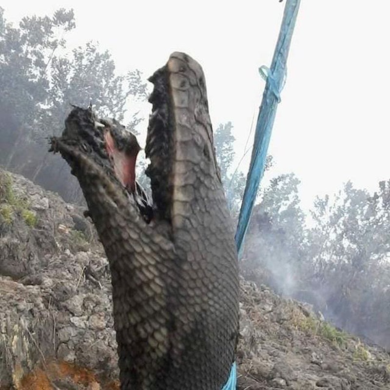 Trăn khổng lồ&nbsp;đau đớn vì chết cháy.