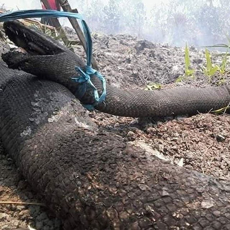 Trăn khổng lồ có kích thước to lớn hiếm thấy.