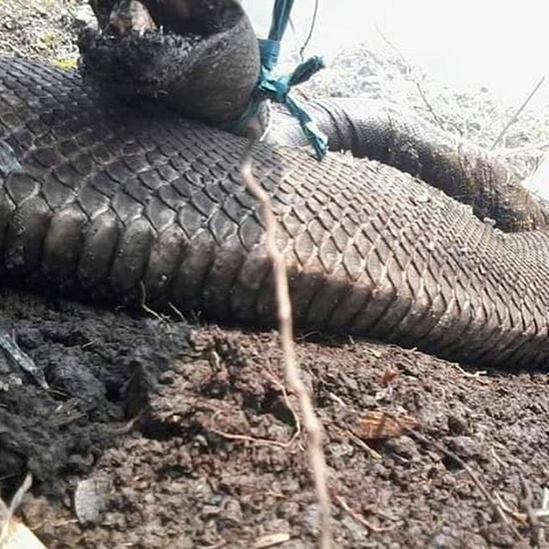 Con trăn bị thiêu cháy toàn bộ cơ thể.