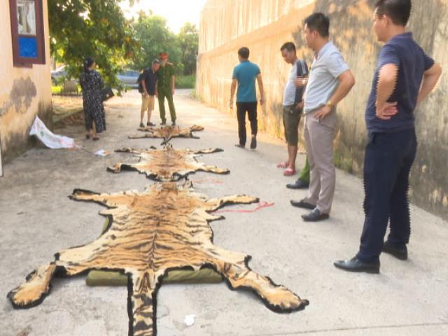 Pháp luật - Giải cứu con hổ gần 2,5 tạ trước giờ vào lò nấu cao