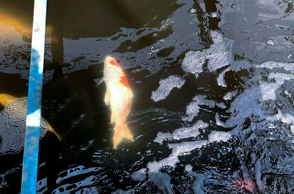 Cá Koi Nhật chết ở sông Tô Lịch: Mời chuyên gia thủy sản vào cuộc - 1